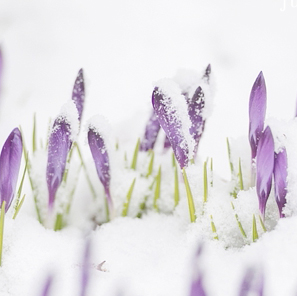 Spring Snow